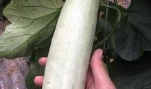 最新的网红吃瓜事件,揭秘幕后真相，网友热议不断